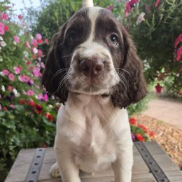 Charlie - Liver and white male English Springer Spaniel puppy in Statesville, North Carolina from BAR Z Springers