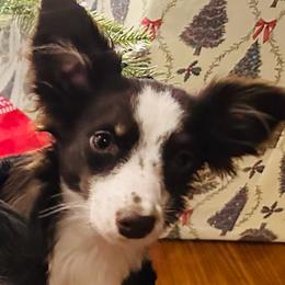 Jinx - Australian Shepherd