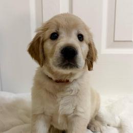Scampi - Light golden male Golden Retriever puppy in Seville, Ohio from Retriever Ranch