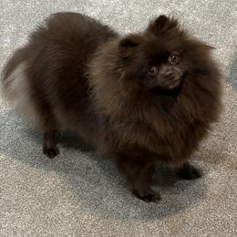 Morgan - Pomeranian