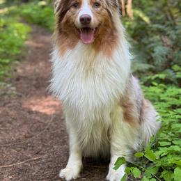 Rmm2 - Red merle male Australian Shepherd puppy in Chehalis, Washington from Wandering Acres Ranch