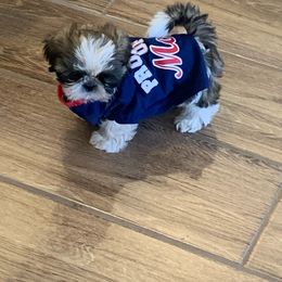 Shih Tzu Puppies from Willow Lane Shih Tzus