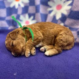 Green collar - Apricot female Goldendoodle puppy in Denison, Iowa from Violet View Iowa Goldendoodles