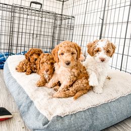 Cockapoo and Goldendoodle Puppies from My Forever Best Friend