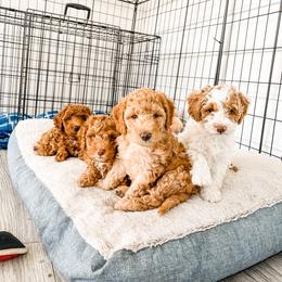 Cockapoo and Goldendoodle Puppies from My Forever Best Friend