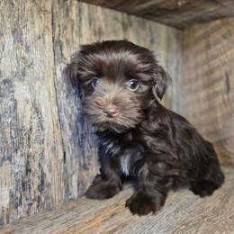 Hershey - Chocolate and tan male Yorkshire Terrier puppy in Mountain Grove, Missouri from Precious Puppies