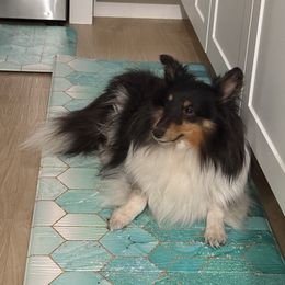 Athena - Toy Shetland Sheepdog