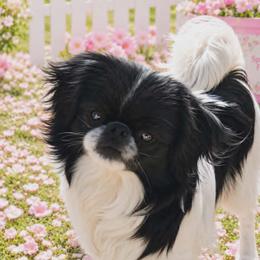 Maggie - Japanese Chin