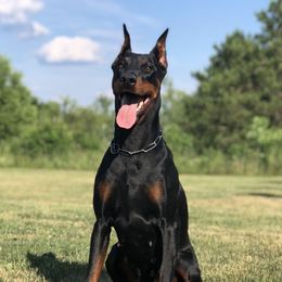 Millie - Doberman Pinscher