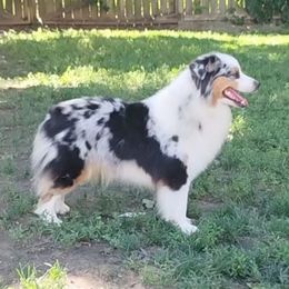 Roadie - Miniature American Shepherd