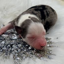 Comet - Blue merle male Toy Australian Shepherd puppy in Blacksburg, South Carolina from Blue’s Family Aussies