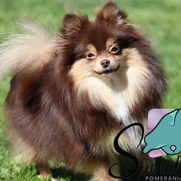 Cocoa - Pomeranian