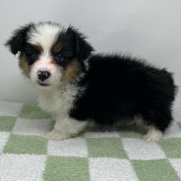 Hubble (fluffy) - Black and tan male American Corgi puppy in Waco, Texas from The Comma Corgis