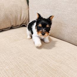 Yorkshire Terrier Puppies from Kashmir Yorkies