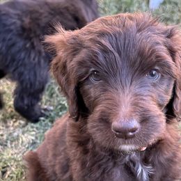 Bernedoodles from Grandview Bernedoodles