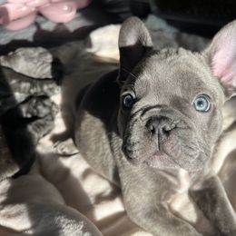 French Bulldog Puppies from Divine Crown French Bulldogs