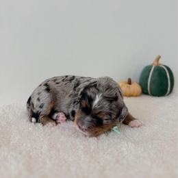 Teacup - Merle male Bernedoodle puppy in Apache Junction, Arizona from Coffey House Doodles