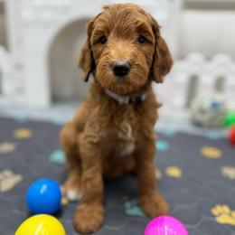 Yasmin -Lavendar collar female - Red  female Goldendoodle puppy in Yuciapa, California from AlltheDoodlez_
