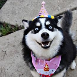 Thea - Pomsky