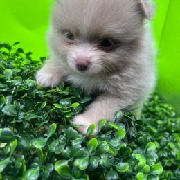 Boy 1 - Lavender male Pomeranian puppy in Brentwood, California from Royalpawpoms