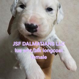 Girl 1 - White and black female Dalmatian puppy in Conrath, Wisconsin from JSF Dalmatians LLC