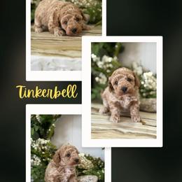 Tinkerbell - Apricot female Goldendoodle puppy in Newdale, Idaho from Canyon Creek Puppies