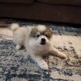 Cocoa - Wolf sable male Pomsky puppy in Idaho Falls, Idaho from Idaho Pomsky