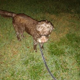 Mavis - Labradoodle