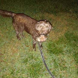 Mavis - Labradoodle
