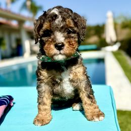 Boy 4 - male Bernedoodle puppy in Fallbrook, California from BFF Bernedoodles