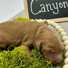 Canyon - Red  male Goldendoodle puppy in Travelers Rest, South Carolina from Bailey Mountain Doodles
