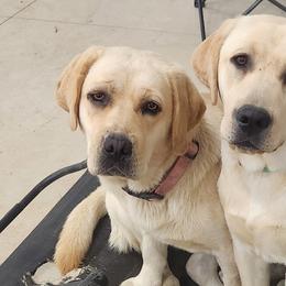 Labrador Retrievers from Pure Gem Kennel