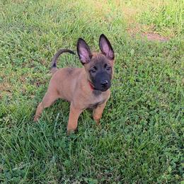 Osha - Fawn female Belgian Malinois puppy in Fraziers Bottom, West Virginia from Loyal Hearts Farm / RK's Dobermans