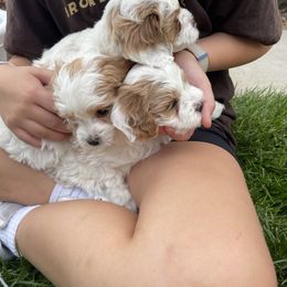 Cavapoo Puppies from Ellas.Pups