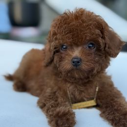 Bentley - Poodle