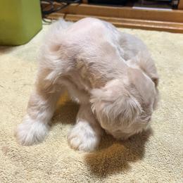 Koko - White female Miniature Schnauzer puppy in Port Orchard, Washington from Silver Bells Miniature Schnauzers
