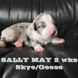 SALLY MAY - Blue merle female Miniature American Shepherd puppy in Pasco, Washington from ROCK CREEK LABRADORS Pasco, WA