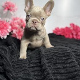 Girl 2 - Liver female French Bulldog puppy in Alexandria, Virginia from Boss Lady Kennel