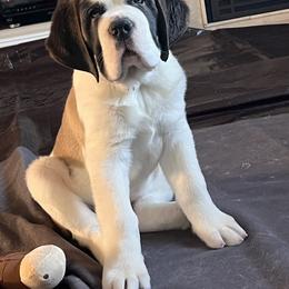 Boy 2 - Brown and white male Saint Bernard puppy in Dayton, Nevada from Sierra Nevada Saints