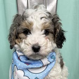 Olaf - male Australian Mountain Doodle puppy in Jerome, Idaho from Tolman Acres