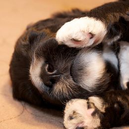 Portuguese Water Dog Puppies from Biddlebrook PWD