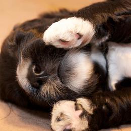 Portuguese Water Dog Puppies from Biddlebrook PWD