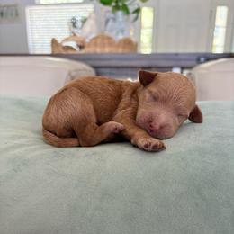 Solstice - Red  female Goldendoodle puppy in Brooksville, Florida from Abby’s Standard Goldendoodles