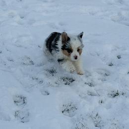 Carol - Blue merle female Australian Shepherd puppy in Ashland, Ohio from SS Australian Shepherds