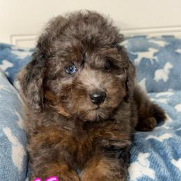 Iris - Blue Merle Color - Merle female Goldendoodle puppy in Beecher, Illinois from Erica’s Doodles