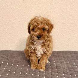 March - Red  male Poodle puppy in Bells, Texas from Partridge Doodles and Poodles