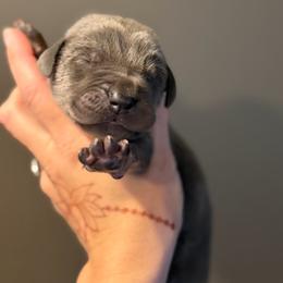 Blue Tan Point (2) - Blue male Great Dane puppy in Kimball, Michigan from Starlight Danes