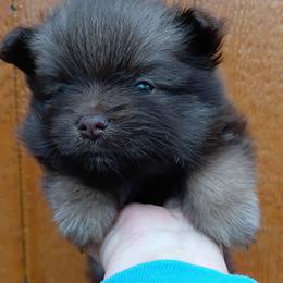 Cherokee pup 2 - Chocolate and tan male Pomeranian puppy in Carrollton, Georgia from B AND R'S POMERANIAN'S