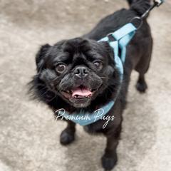 Cedric - Black male Pug puppy in Shady Hills, Florida from Premium Pugs