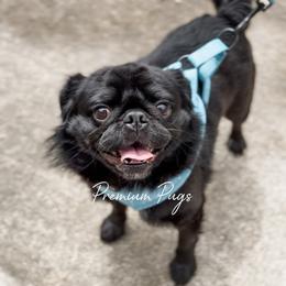 Cedric - Black male Pug puppy in Shady Hills, Florida from Premium Pugs